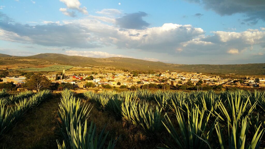 Field growing agave for tequila with small town in background