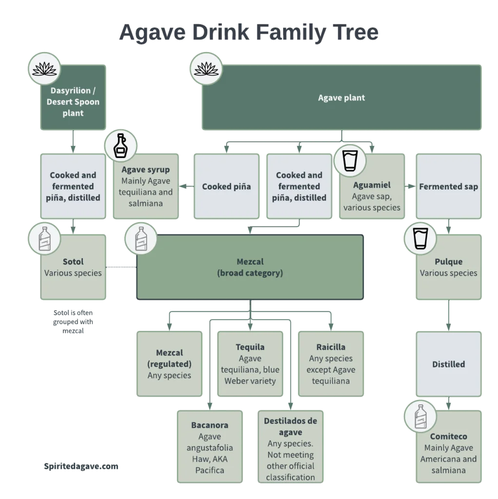 Diagram showing agave drink hierarchy, including mezcal, tequila, sotol, pulque, raicilla, bacanora