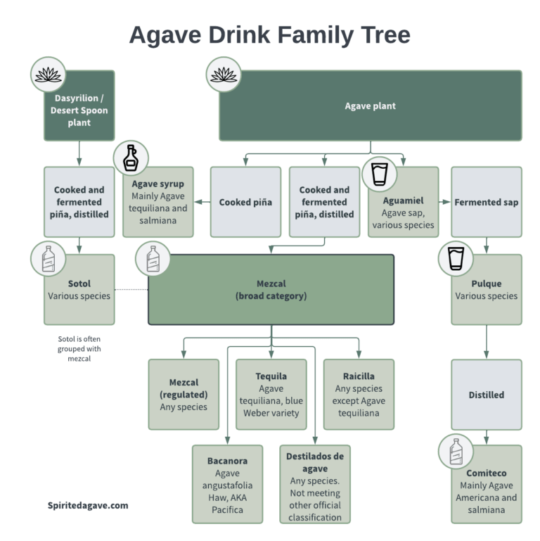 Agave drink family tree, mezcal, tequila, sotol, raicilla, bacanora