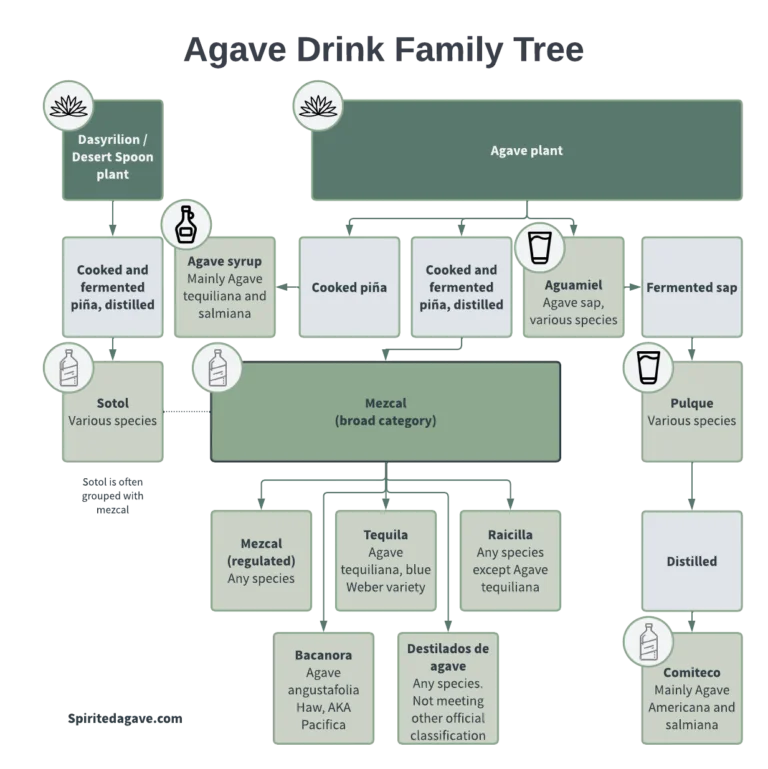 Agave drink family tree, mezcal, tequila, sotol, raicilla, bacanora