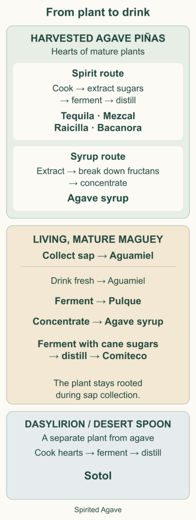 Harvested agave hearts produce spirits or syrup. Living magueys supply aguamiel for fresh drinking, pulque, syrup and Comiteco. Sotol comes from Dasylirion.