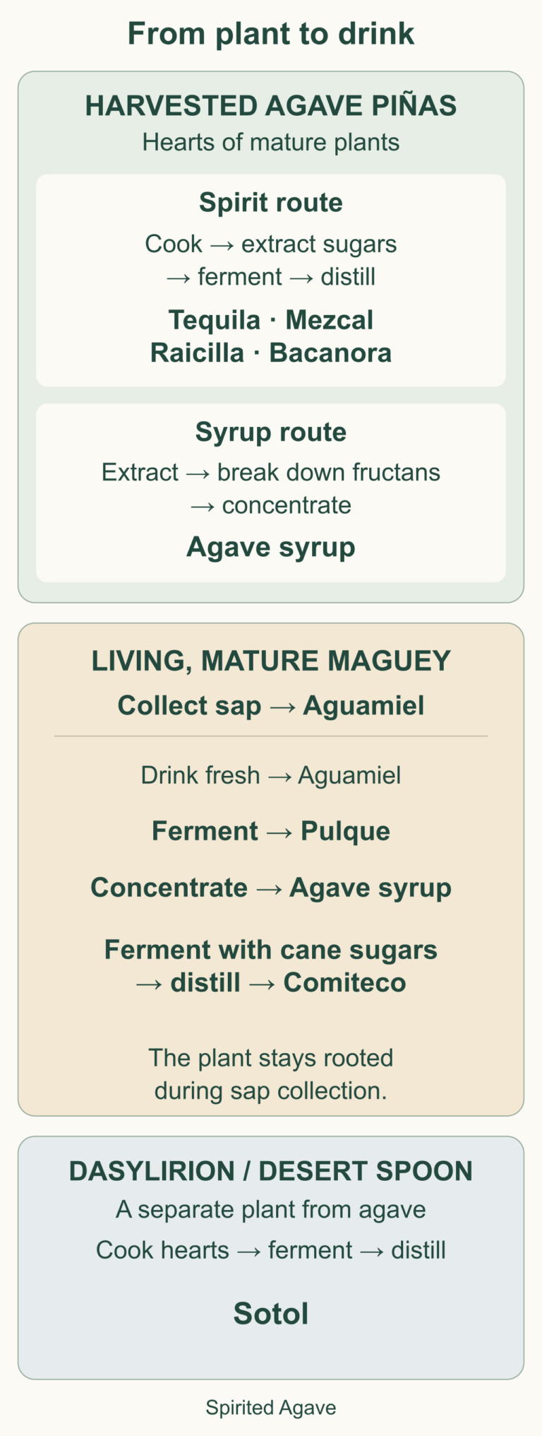 Harvested agave hearts produce spirits or syrup. Living magueys supply aguamiel for fresh drinking, pulque, syrup and Comiteco. Sotol comes from Dasylirion.