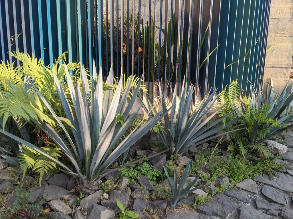 Agave plants in front of fence