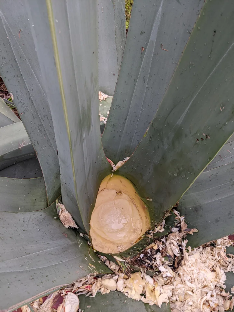 Aguamiel collecting in cut agave pina