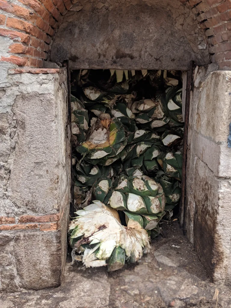 Brick oven salmiana SLP ORG Brick oven for baking agave with salmiana agave inside