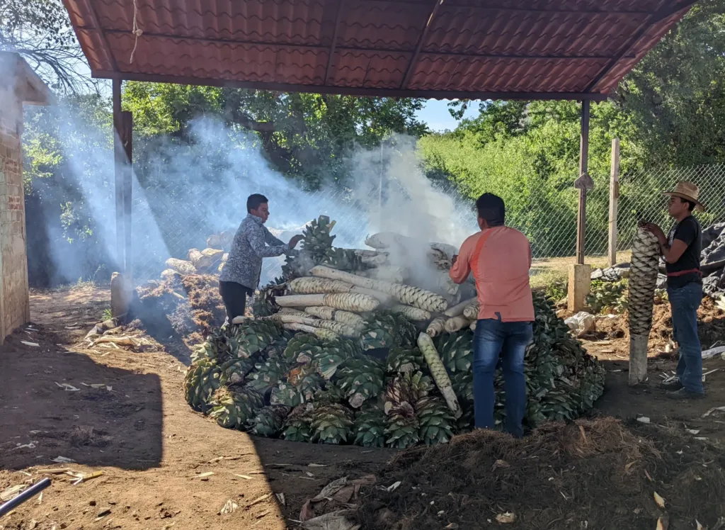 Loading pit oven cuish ORG Loading pit oven with cuishe on top of espadin