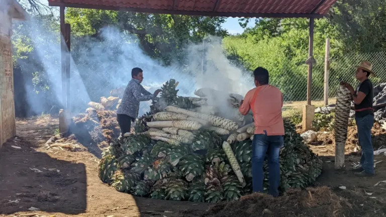 Loading pit oven with cuishe on top of espadin