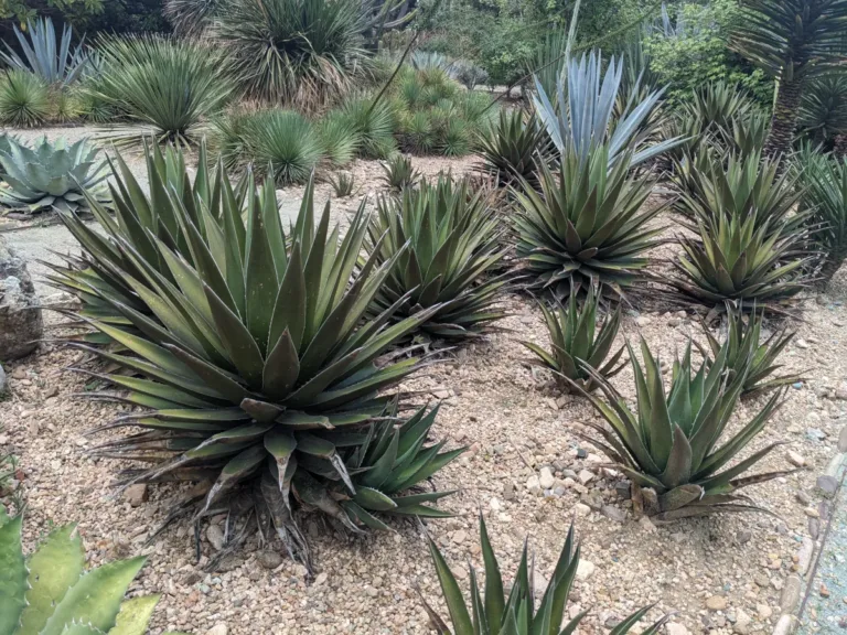 Different types of agave for mezcal