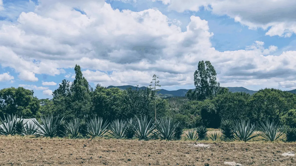 field planted with row of espadín and cuishe agaves with agave flower and mountains in the background