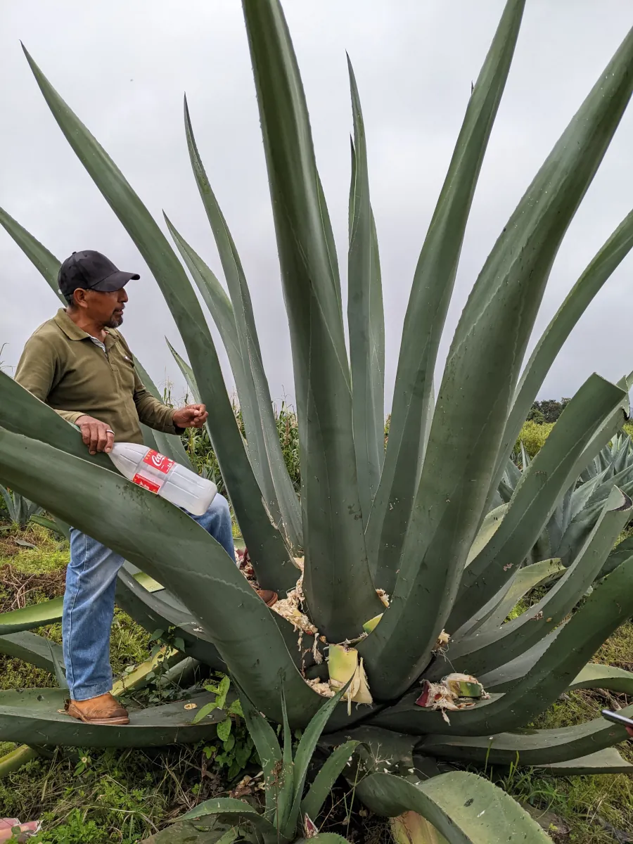 Tlachiquero on agave