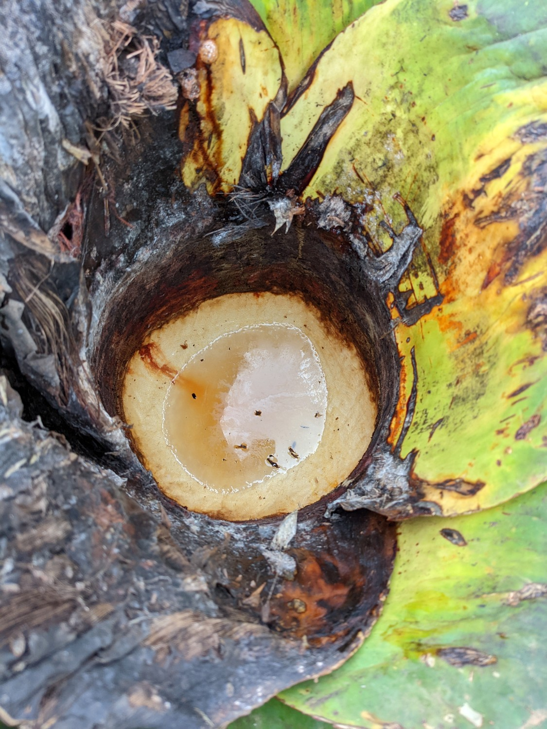 Aguamiel pooled in a round cavity in a maguey center.