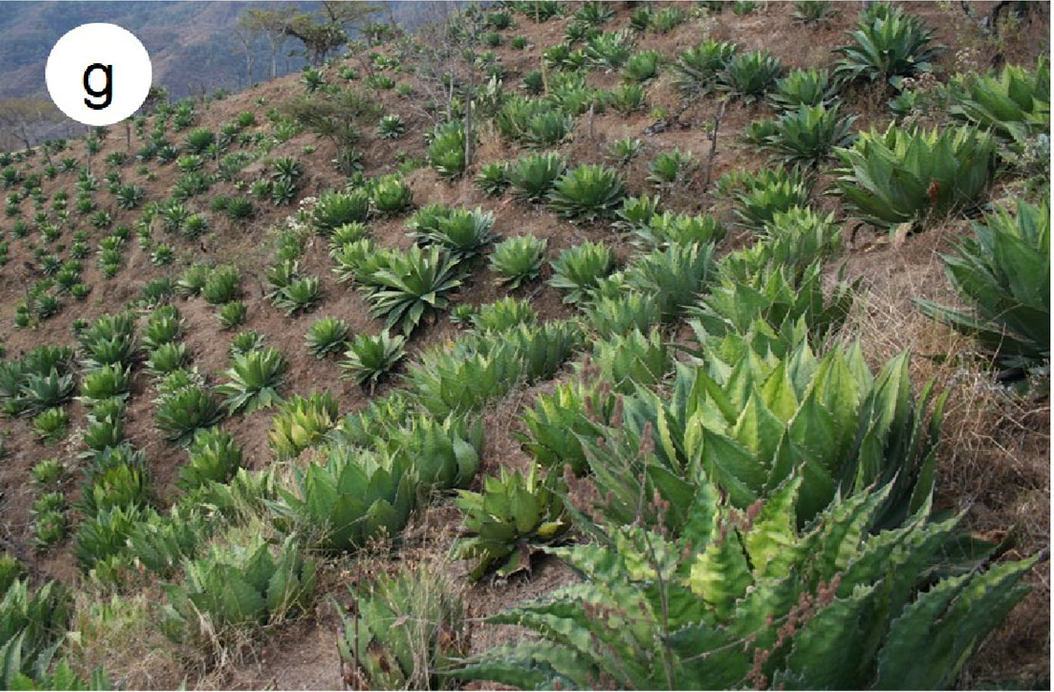 Cultivated Agave cupreata, with green rosettes of different sizes among other vegetation.