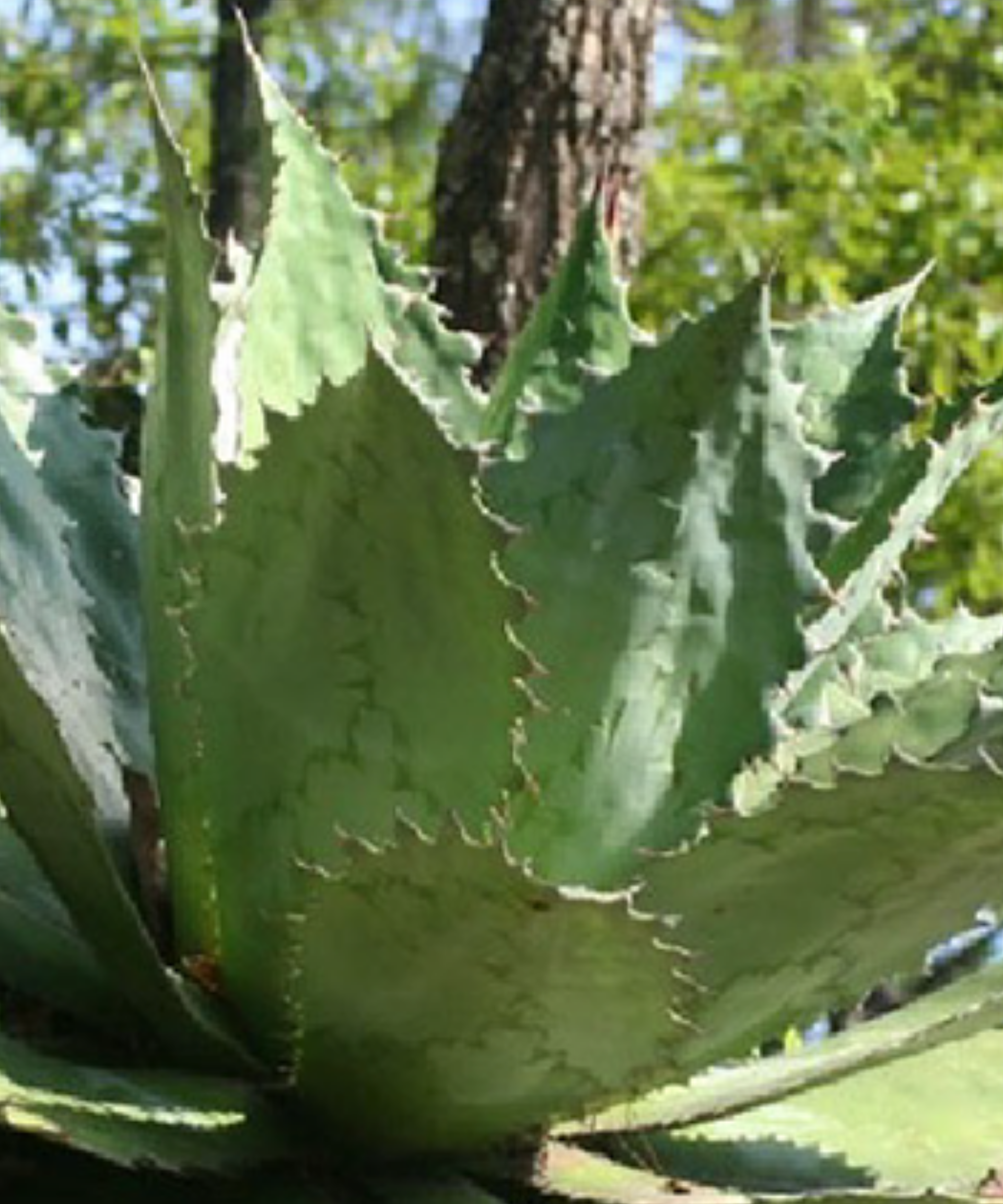 Close-up of a broad green Cupreata leaf narrowing toward its base.