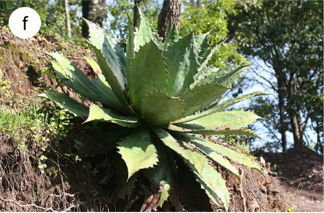 Wild Agave cupreata in a pine-oak forest, with upright central leaves, broad blades, scalloped edges and projecting teeth. Some leaves have field damage.