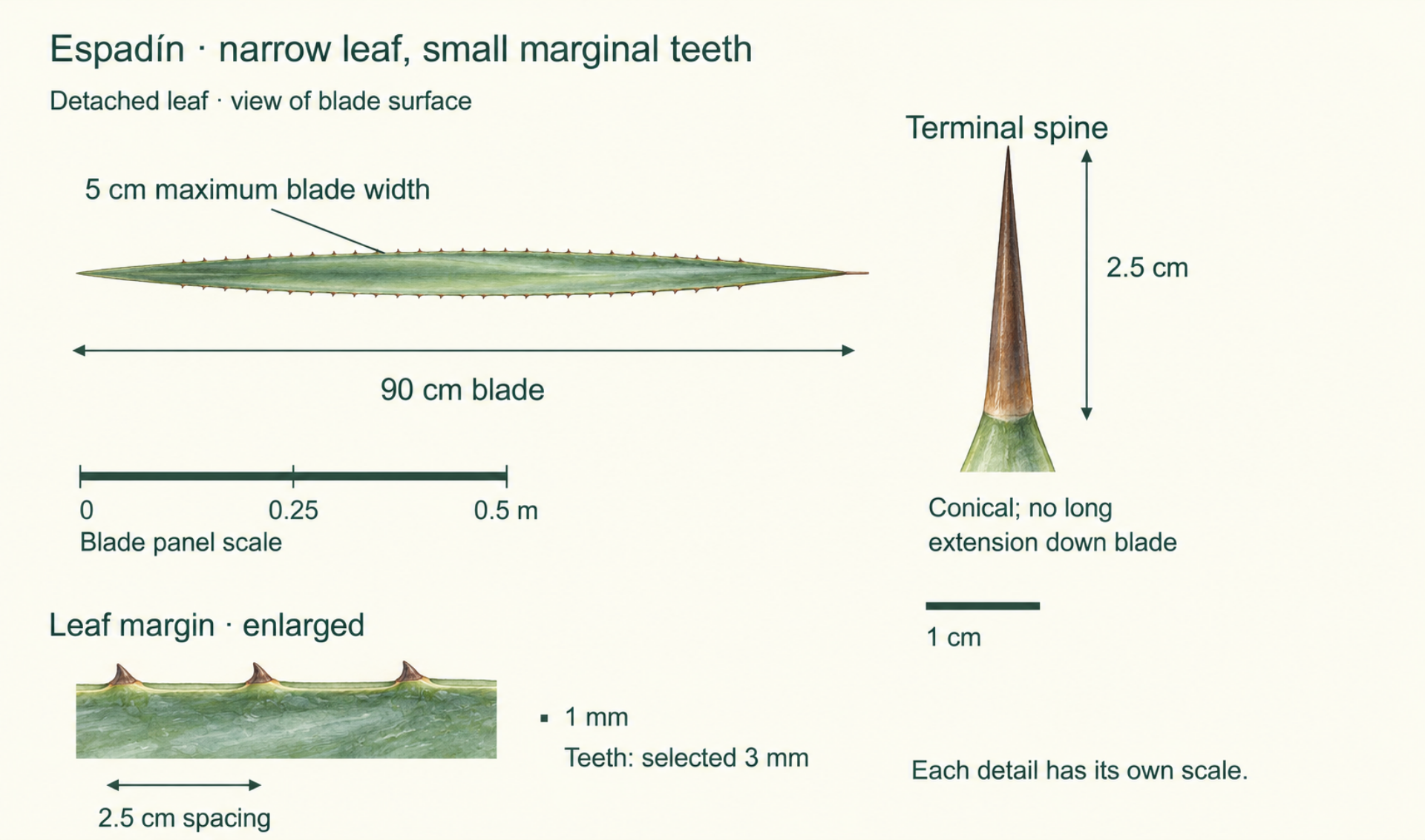 Detached Espadín leaf with independently enlarged views of its marginal teeth and terminal spine.