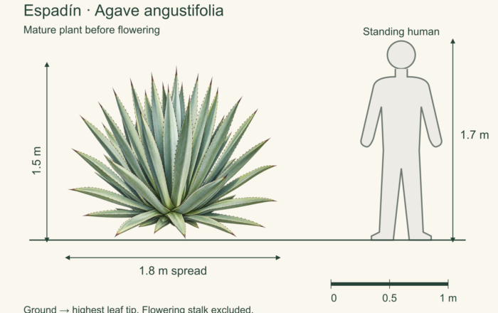 Espadín: the agave behind most mezcal