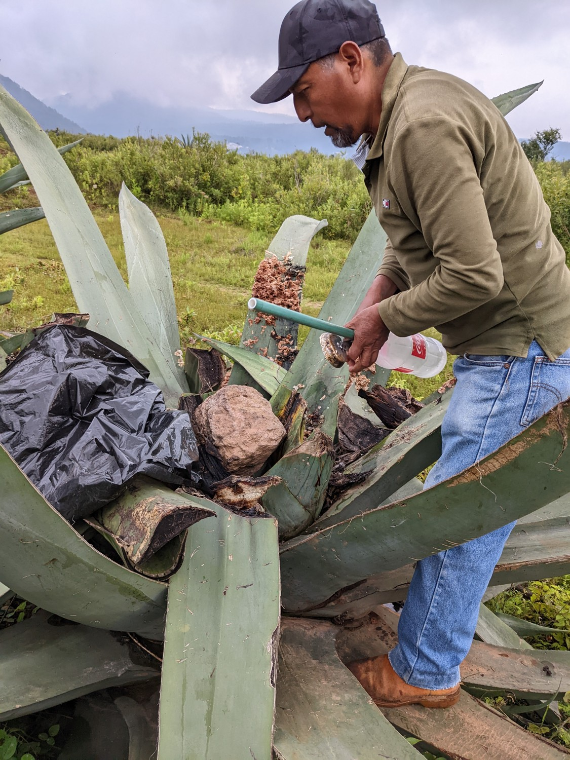 Juan holding a green collection tube and plastic bottle over an opened maguey center.