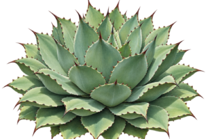 Tobalá: the small agave grown for mezcal