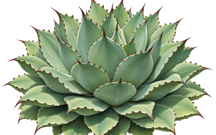 Tobalá: the small agave grown for mezcal