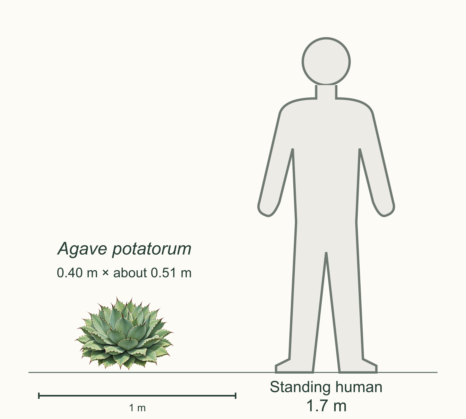 Agave potatorum shown 40 cm high and about 51 cm across beside a standing person labeled 1.7 m, with a shared ground line and one-meter scale bar.