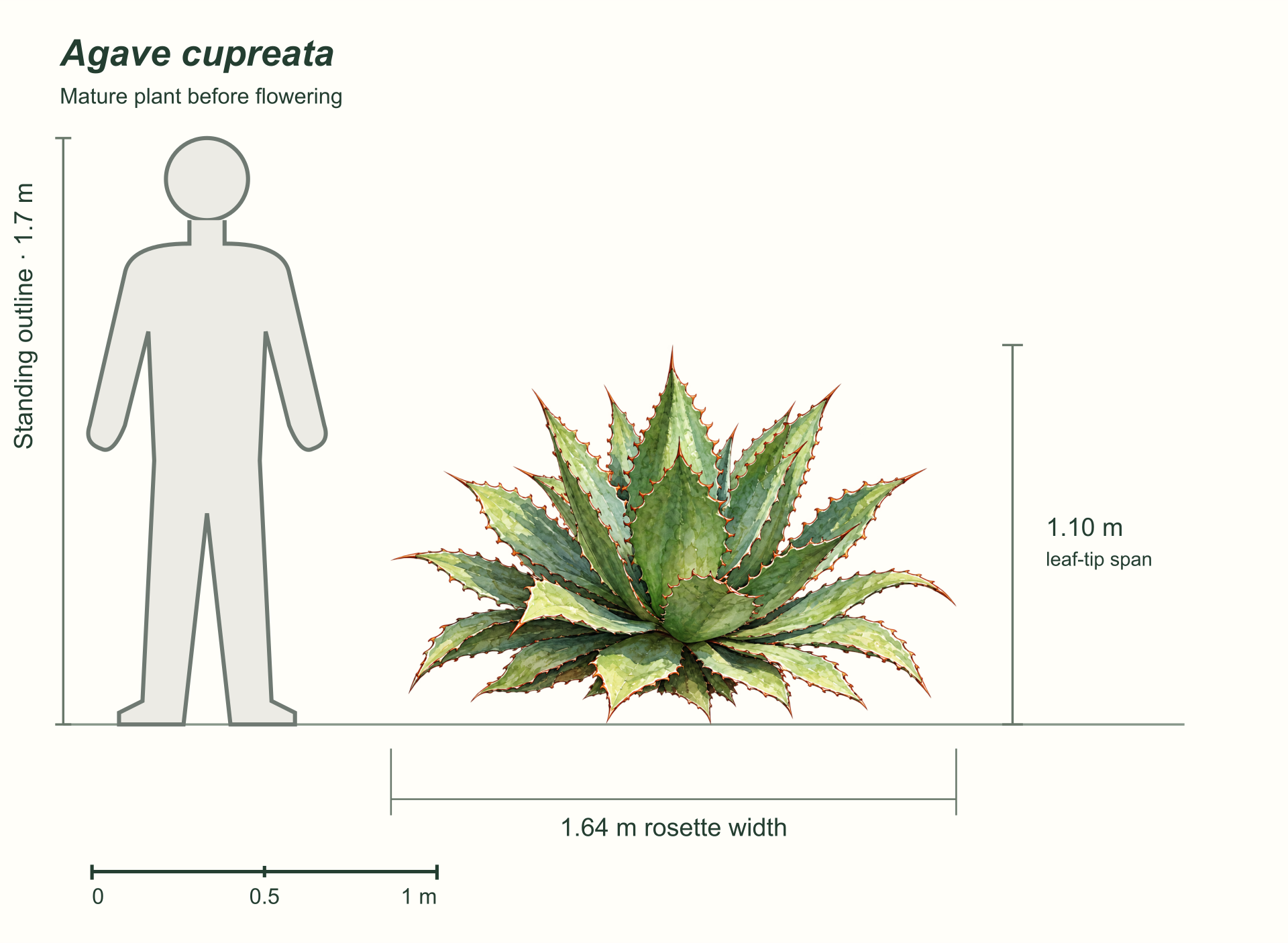 Agave cupreata before flowering: a broad green rosette with scalloped edges and copper-colored spines, beside a standing person’s outline labeled 1.7 meters and a one meter bar. Illustrated leaf-tip span 1.10 meters and rosette width about 1.64 meters; plant, person and bar use one linear scale.