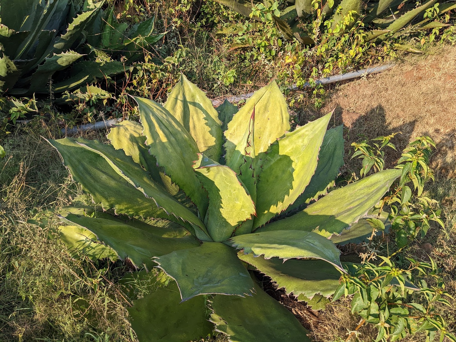 Cupreata growing in grass, with broad green leaves, wavy toothed edges and pointed tips.