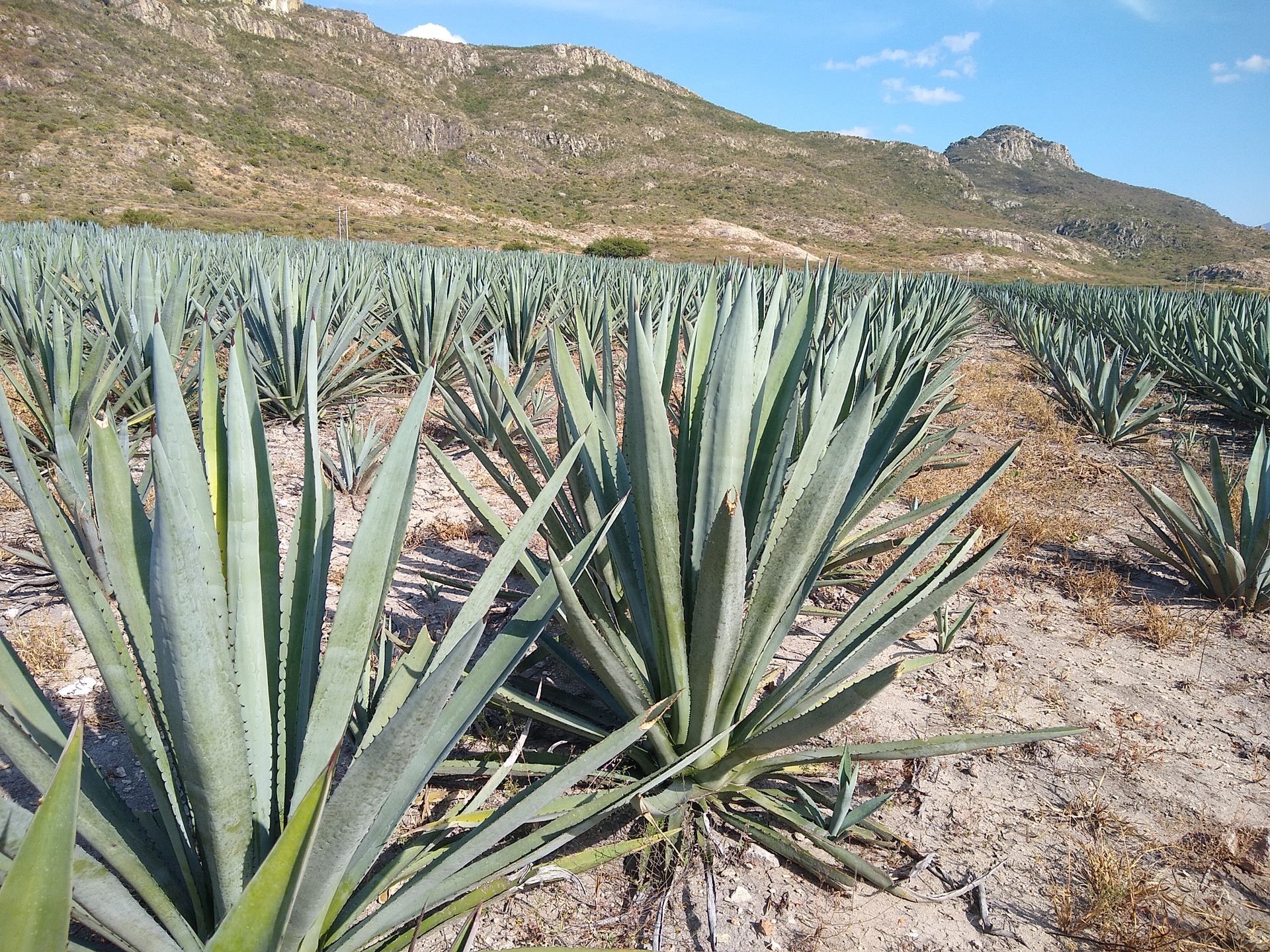 Agave angustifolia plants photographed near Yagul, Oaxaca, in November 2021.