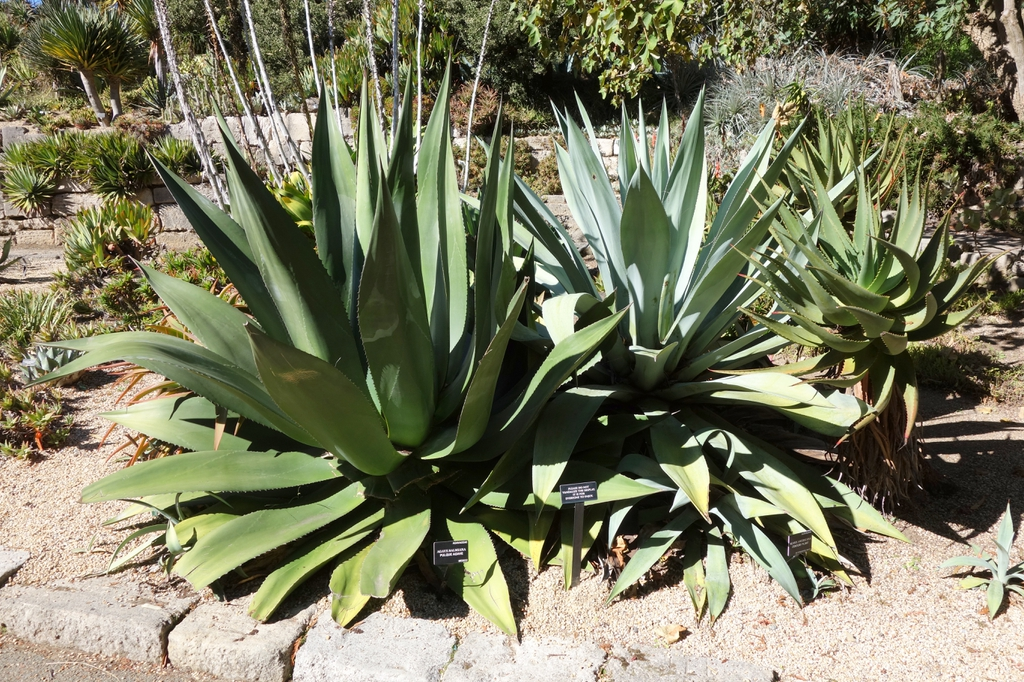 Cultivated Agave salmiana with broad recurving lower leaves, upright central leaves and a garden identification label.