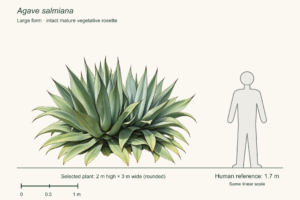 Salmiana: the large maguey behind pulque and plateau mezcal