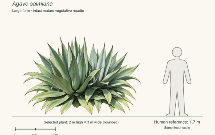 Salmiana: the large maguey behind pulque and plateau mezcal