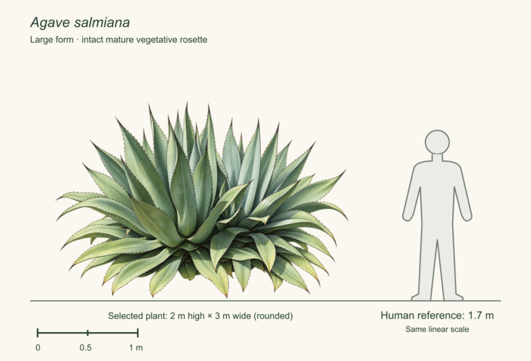Large intact salmiana rosette, selected at 2 meters high and about 3 meters across, beside a neutral standing 1.7-meter human outline and one-meter bar on the same ground line and linear scale.