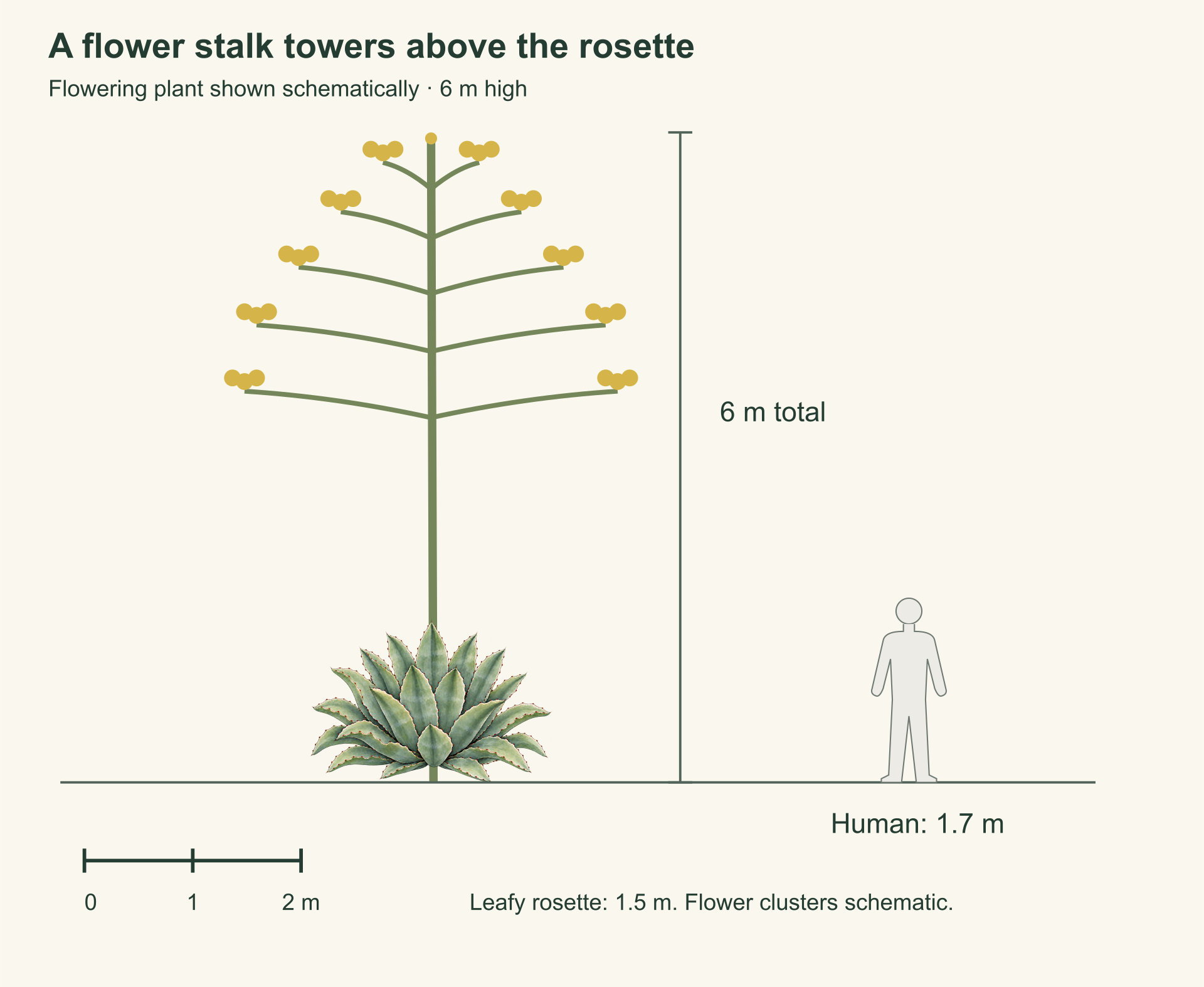 A schematic flowering Agave marmorata drawn six meters from ground to highest flower above a 1.5 meter leafy rosette, beside a 1.7 meter human and a two meter bar.