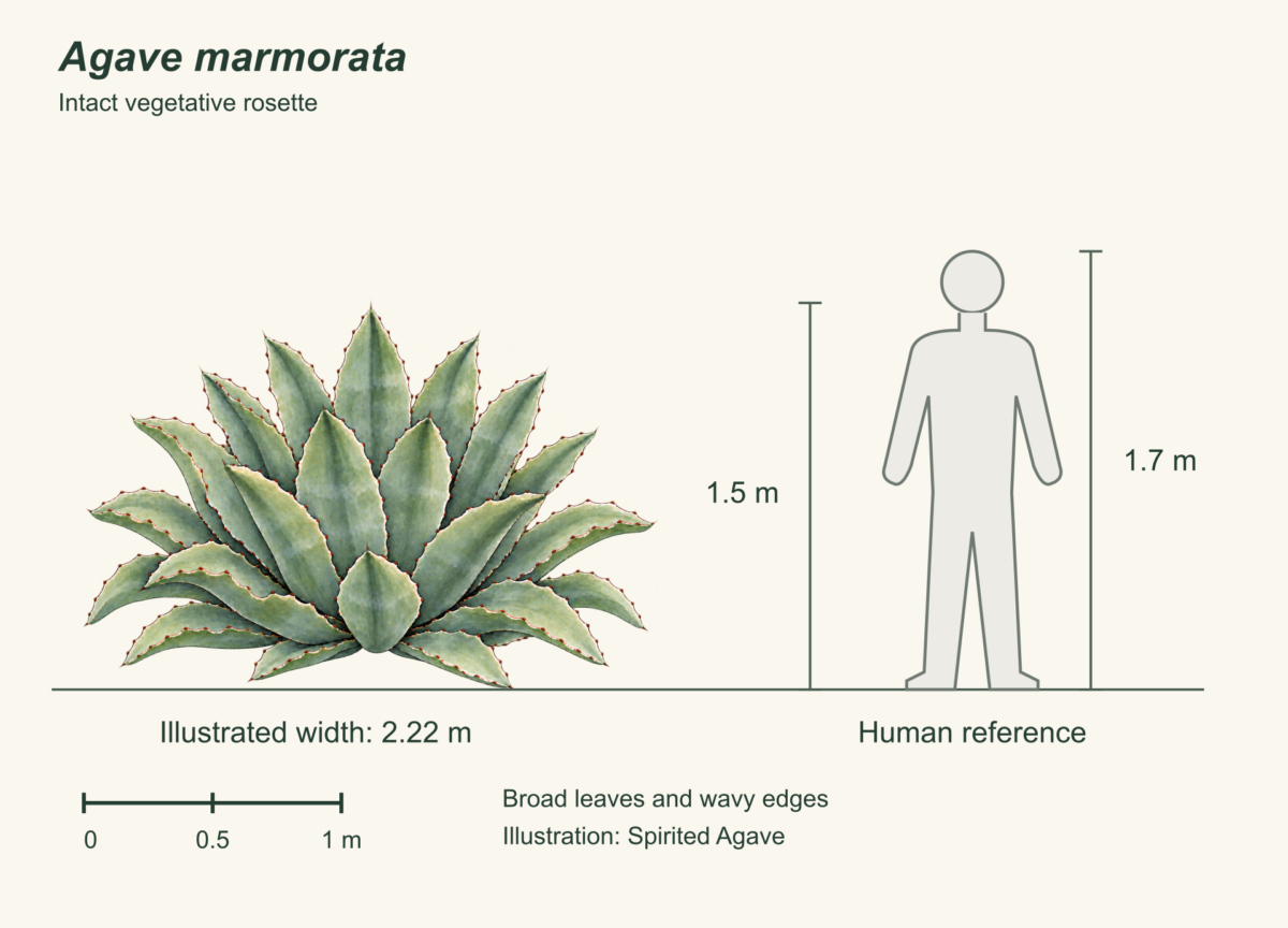An intact vegetative Agave marmorata, 1.5 meters high and about 2.22 meters across, beside a 1.7 meter human outline on a common ground line with a one meter bar.