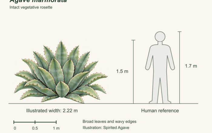 Tepeztate: a broad agave with wavy leaves