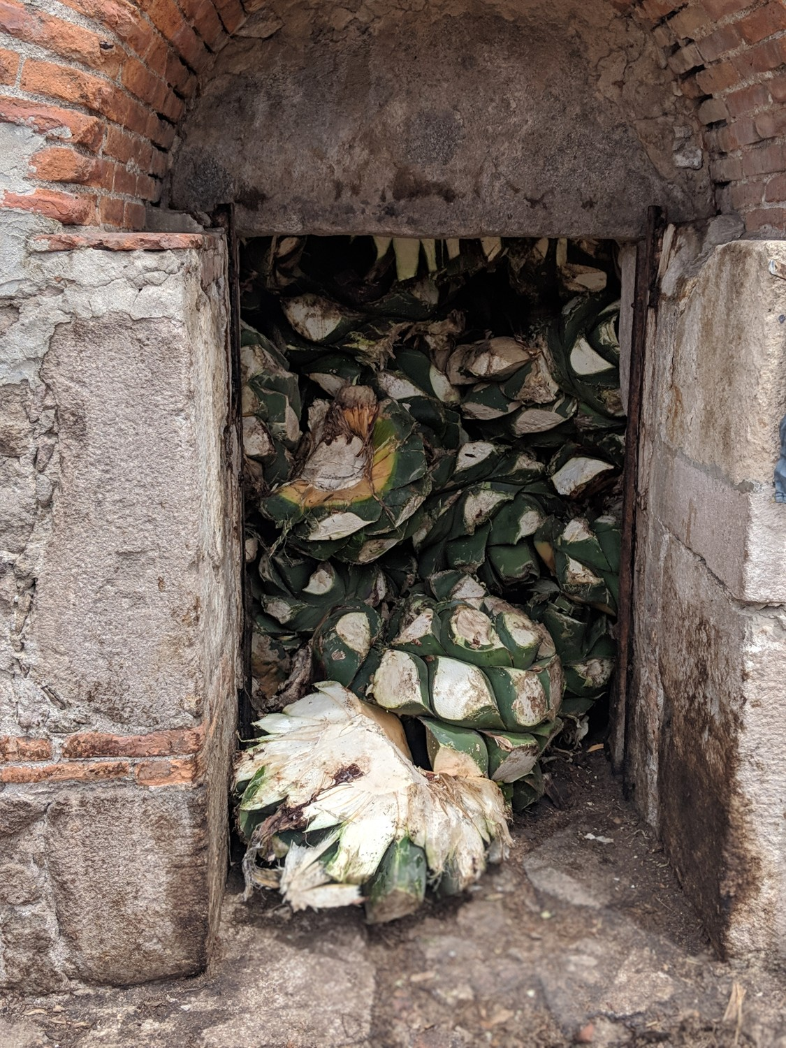 Cut agave piñas packed behind the doorway of a masonry oven.