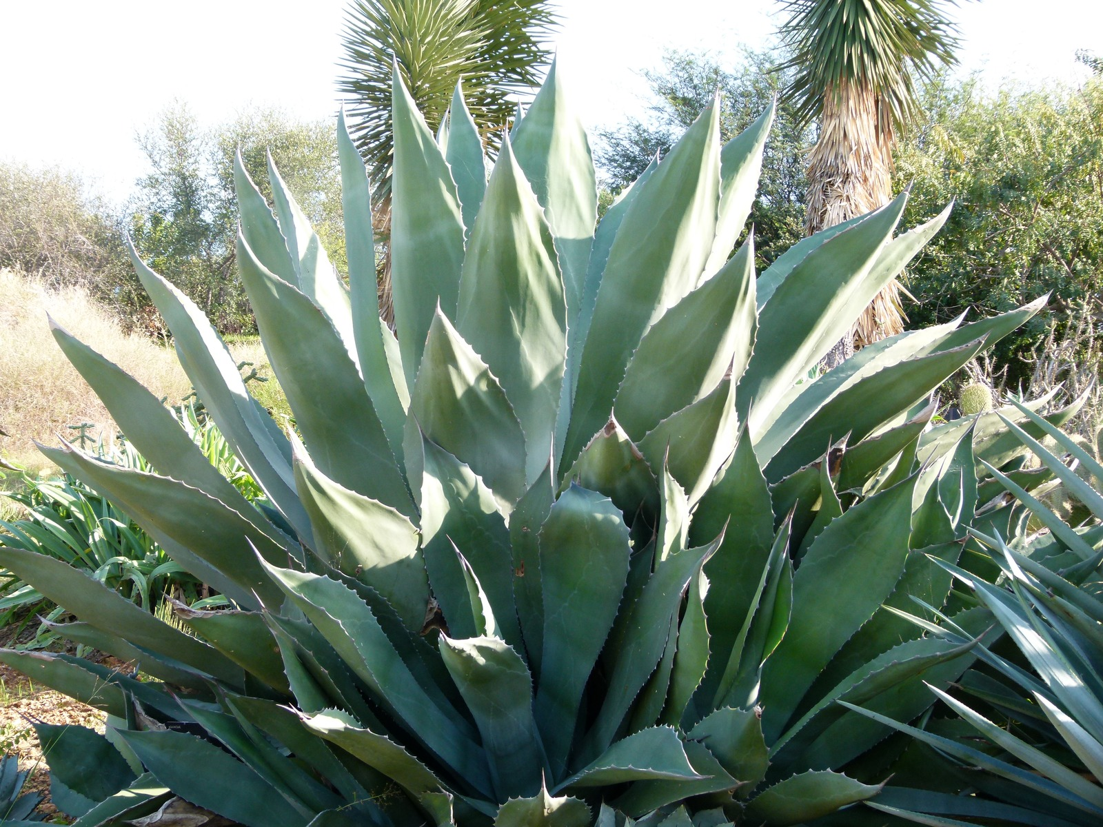A cultivated Agave marmorata with broad arching leaves and wavy toothed edges in Barcelona’s botanical garden, photographed by Dinkum in November 2011.