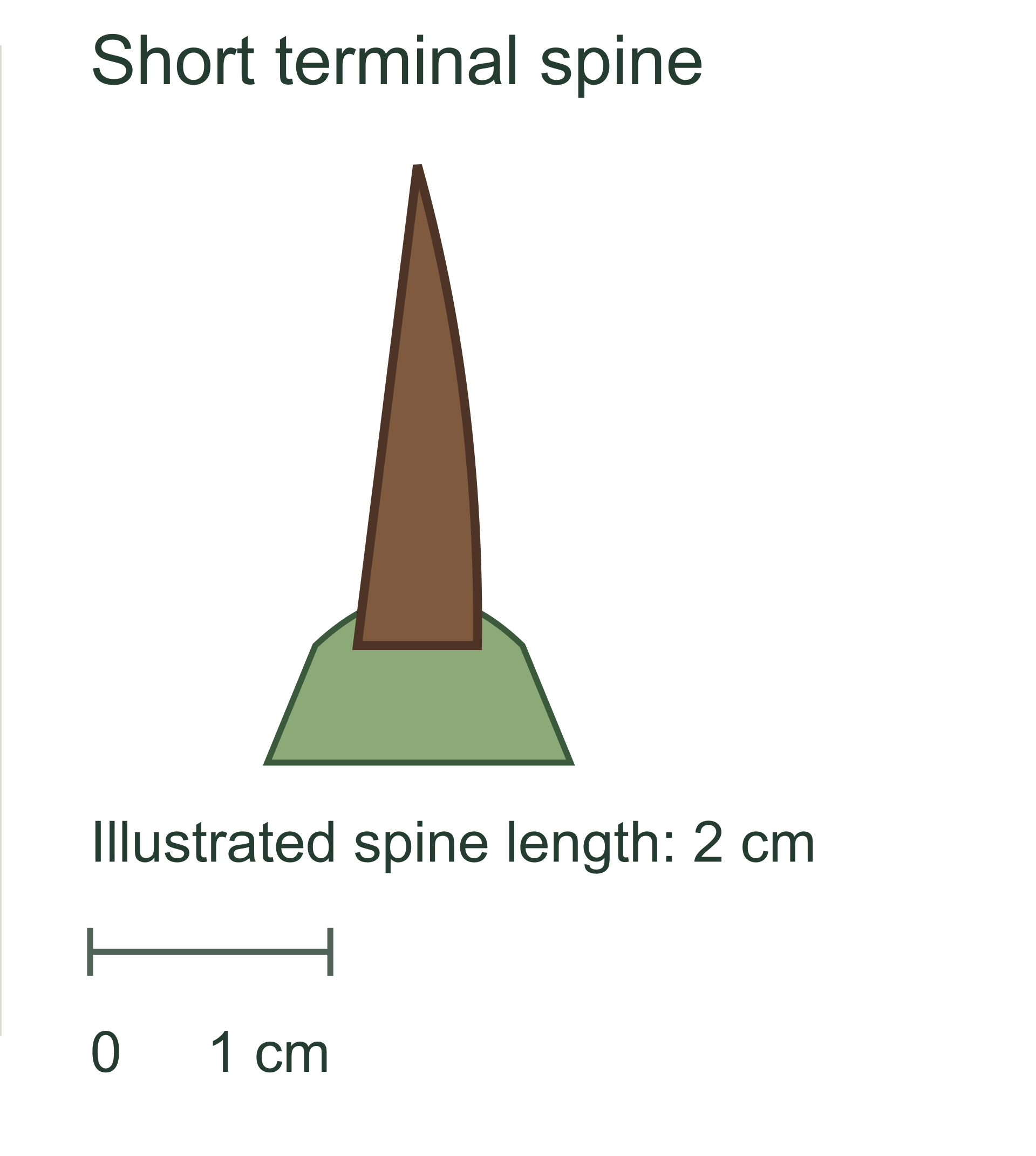 Enlarged schematic Tepeztate terminal spine, two centimeters long with a one centimeter bar.