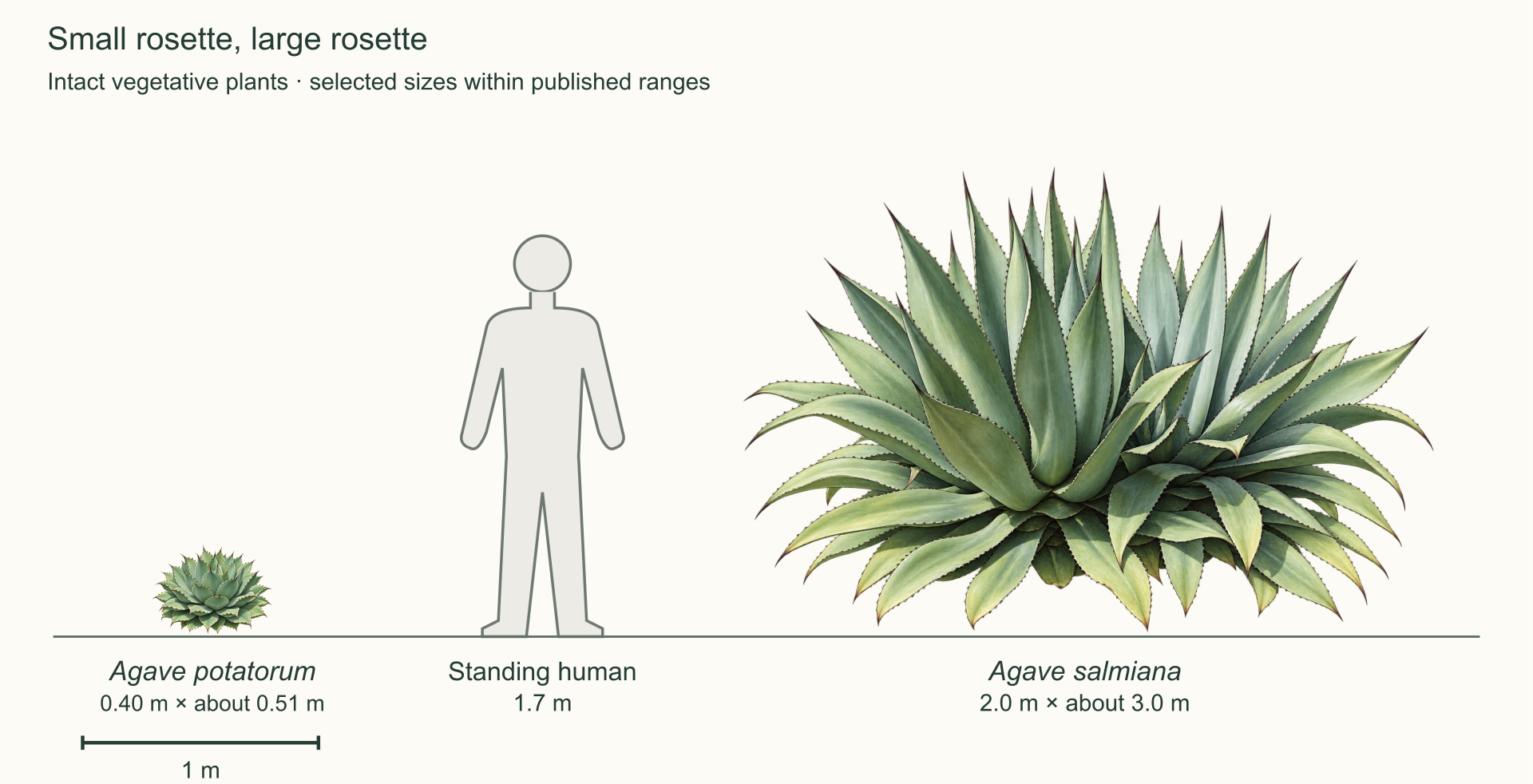 Agave potatorum and Agave salmiana at one scale beside a standing person labeled 1.7 m, with a shared ground line and one-meter scale bar.